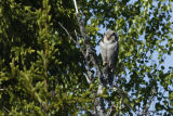 Hawk Owl 